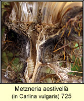 Metzneria aestivella