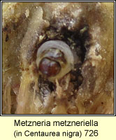 Metzneria metzneriella