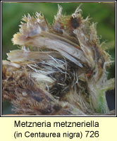 Metzneria metzneriella