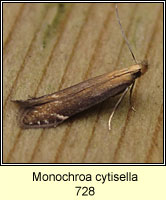 Monochroa cytisella