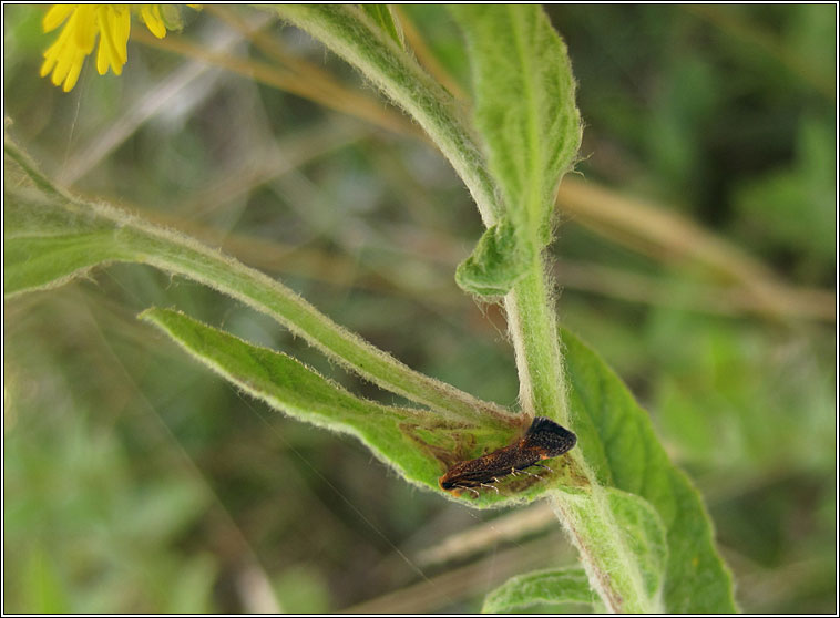 Apodia bifractella