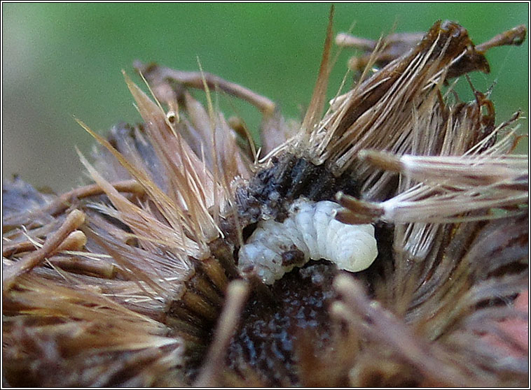 Apodia bifractella