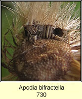 Apodia bifractella