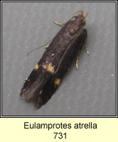 Eulamprotes atrella