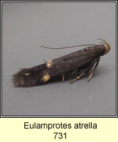 Eulamprotes atrella