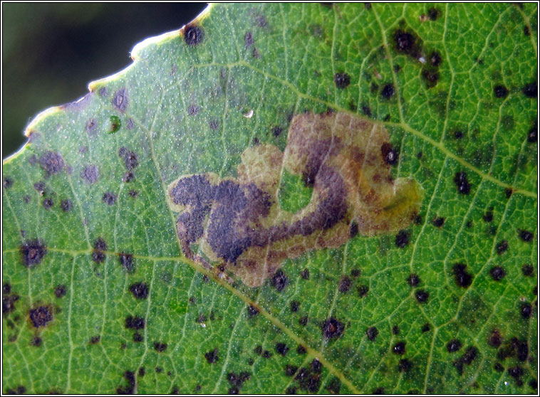 Stigmella trimaculella