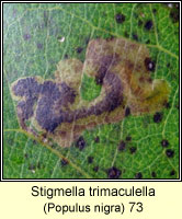 Stigmella trimaculella