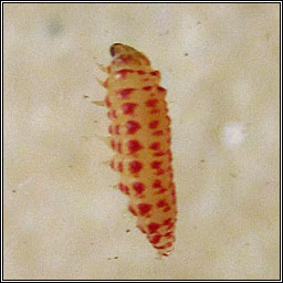 Chrysoesthia drurella