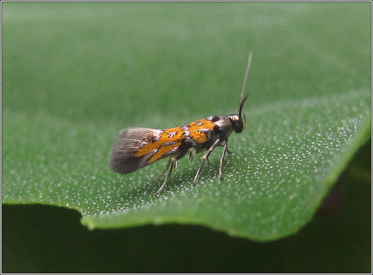 Chrysoesthia drurella