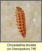 Chrysoesthia drurella