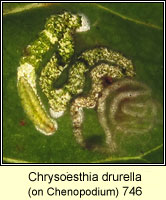 Chrysoesthia drurella