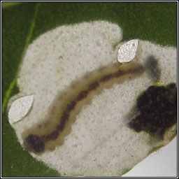 Chrysoesthia sexguttella