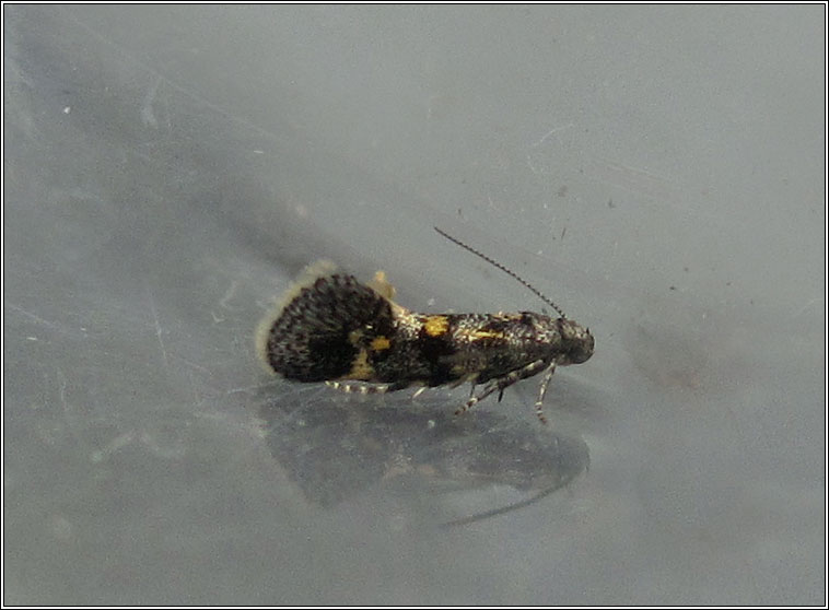 Chrysoesthia sexguttella