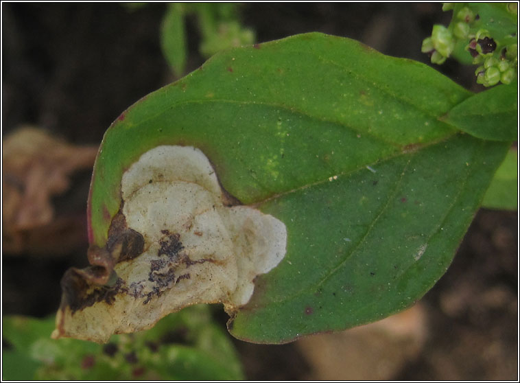 Chrysoesthia sexguttella
