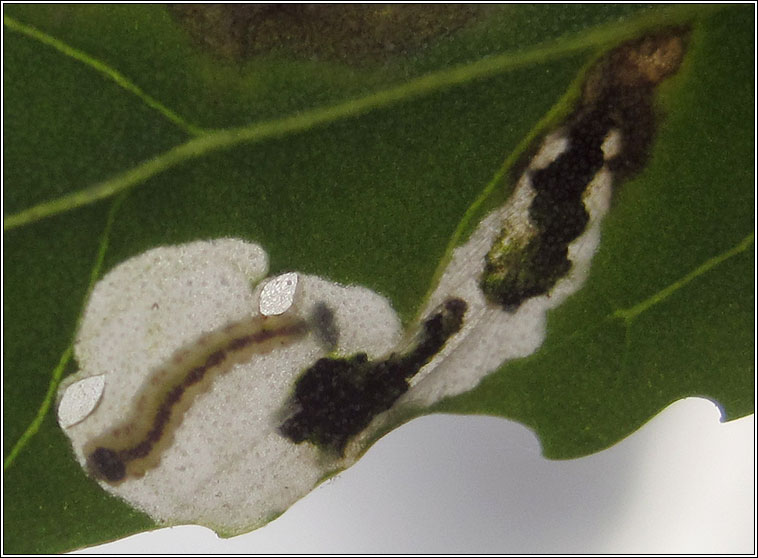 Chrysoesthia sexguttella