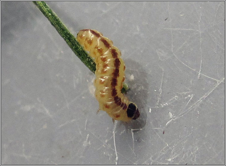 Chrysoesthia sexguttella