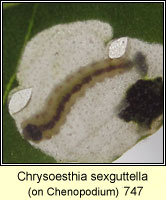 Chrysoesthia sexguttella