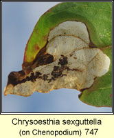 Chrysoesthia sexguttella