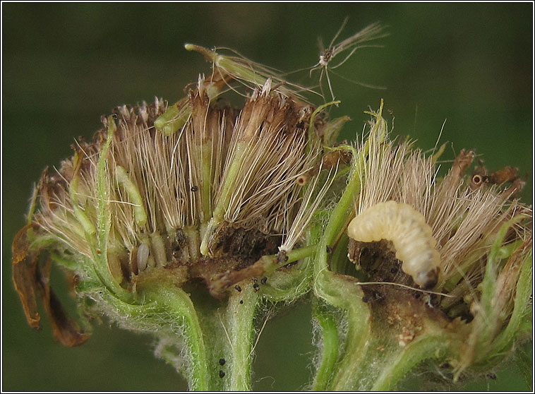 Ptocheuusa paupella