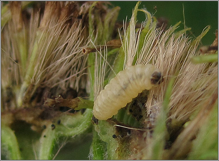 Ptocheuusa paupella