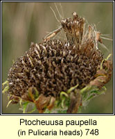 Ptocheuusa paupella