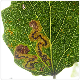 Stigmella assimilella