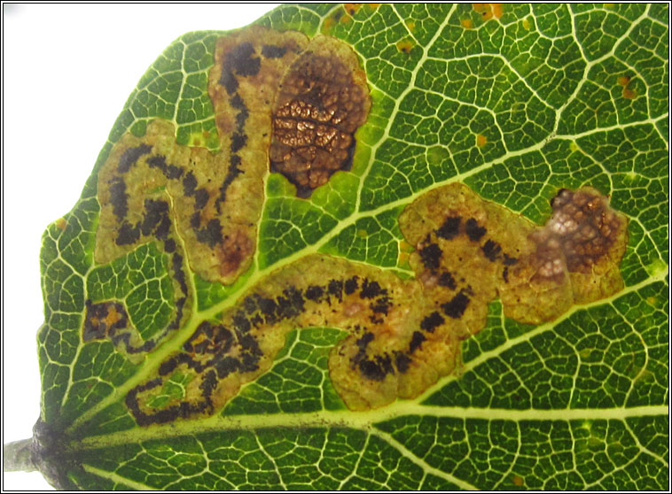 Stigmella assimilella