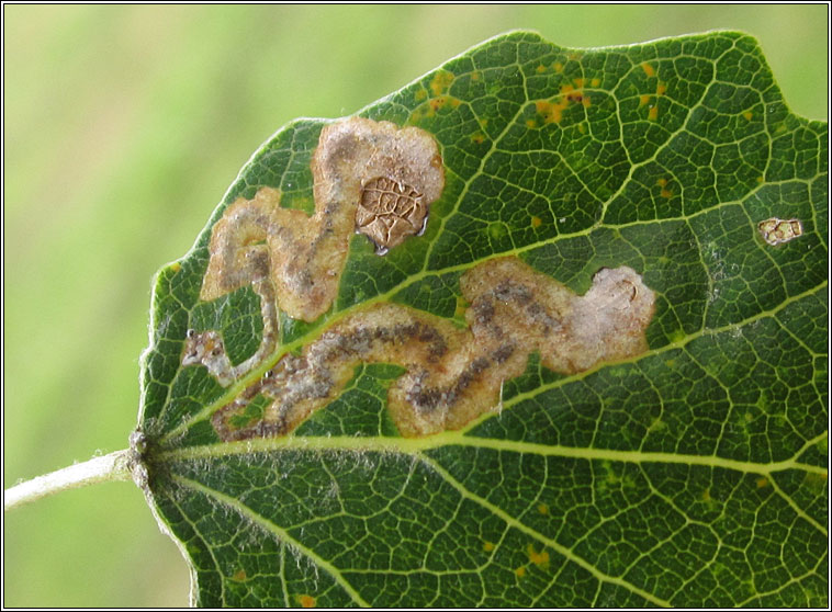 Stigmella assimilella