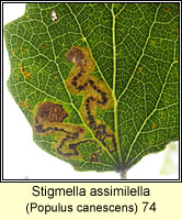 Stigmella assimilella