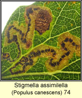 Stigmella assimilella