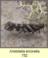 Aristotelia ericinella