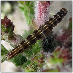 Aristotelia ericinella