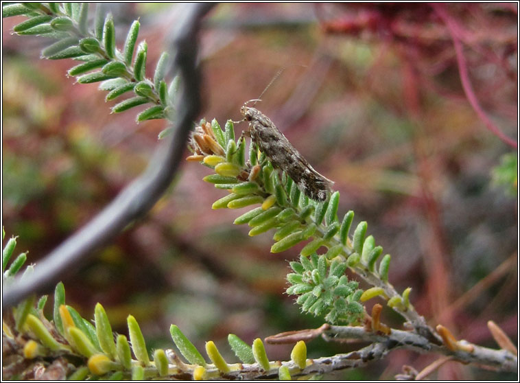 Aristotelia ericinella