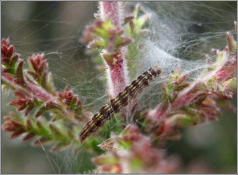 Aristotelia ericinella