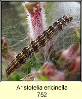 Aristotelia ericinella