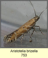 Aristotelia brizella