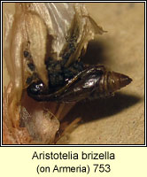 Aristotelia brizella