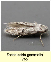 Stenolechia gemmella