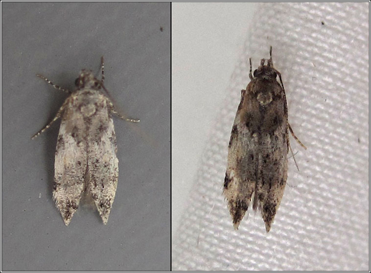 Parachronistis albiceps