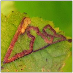 Stigmella floslactella