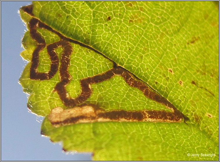 Stigmella floslactella