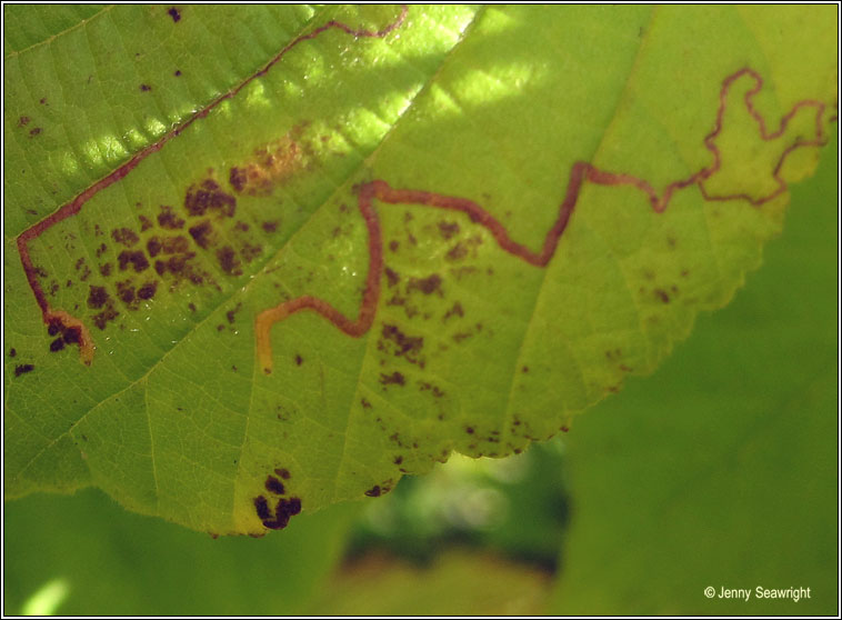 Stigmella floslactella