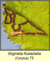 Stigmella floslactella