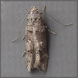 Exoteleia dodecella