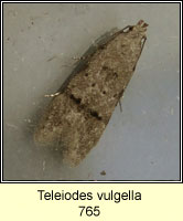 Teleiodes vulgella