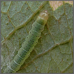 Carpatolechia notatella