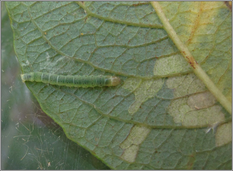 Carpatolechia notatella