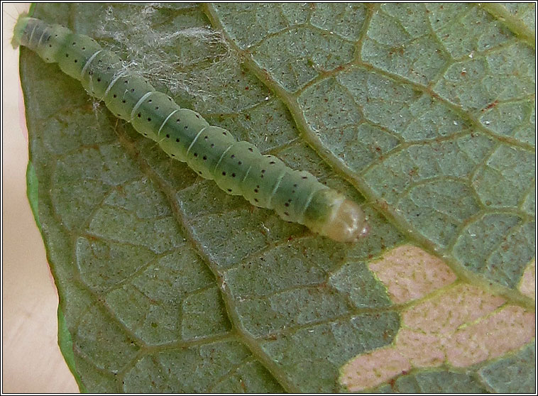 Carpatolechia notatella