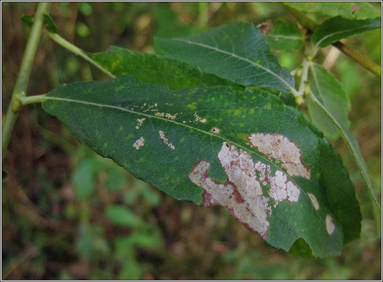 Carpatolechia notatella