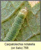 Carpatolechia notatella